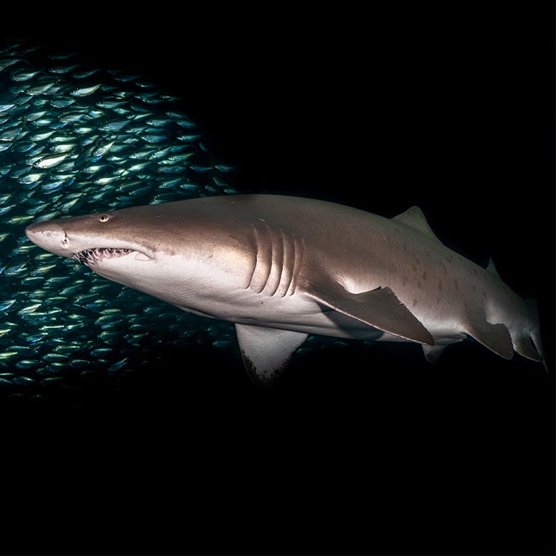 Sand Tiger Shark - Georgia Aquarium