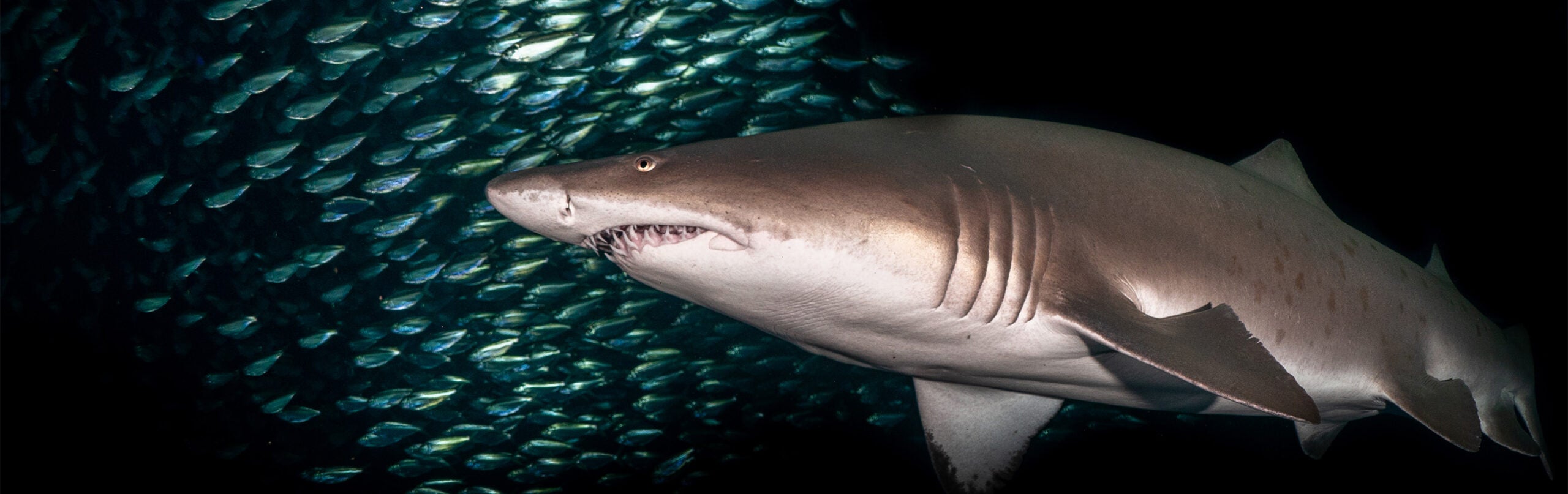 Sand Tiger Shark - Georgia Aquarium