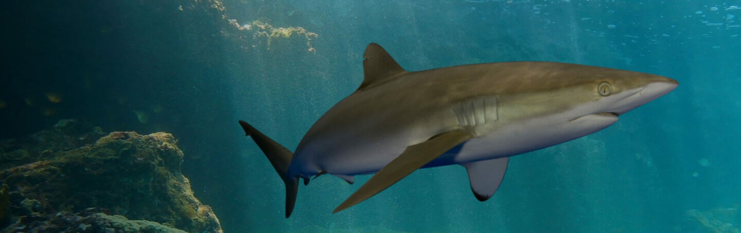 Sharks 11