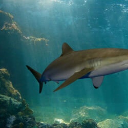 Sharks 11