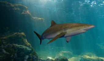 Sharks 11