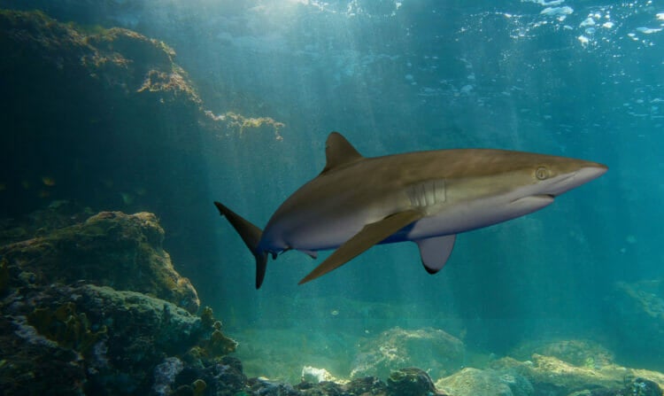 Sharks 11