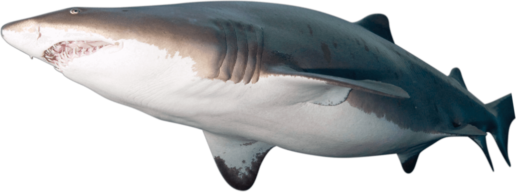 Sand Tiger Shark - Georgia Aquarium