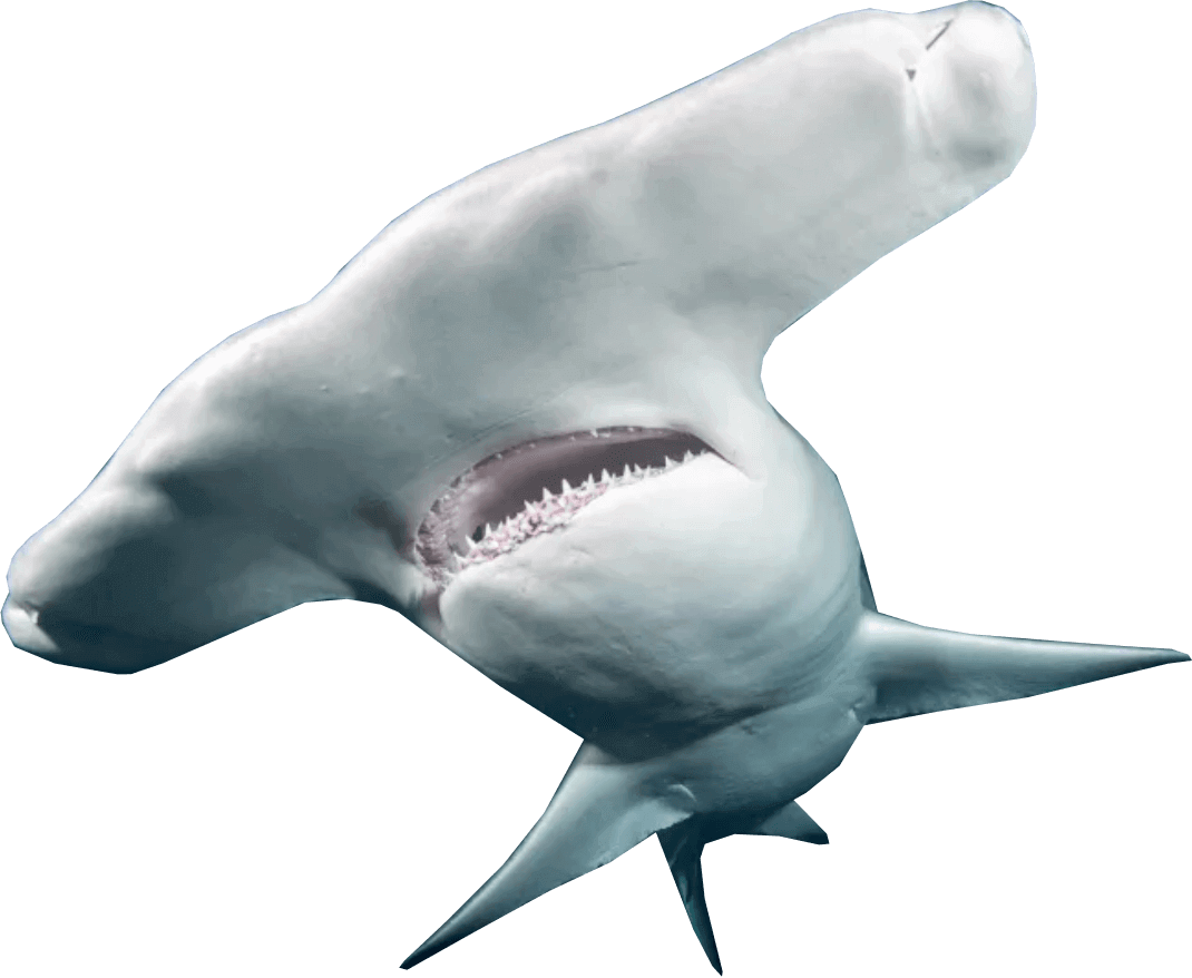 Visit Sharks! Predators of the Deep at Aquarium