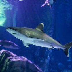 Sand Tiger Shark - Georgia Aquarium