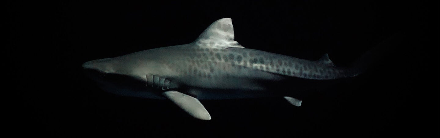 shark night tiger shark