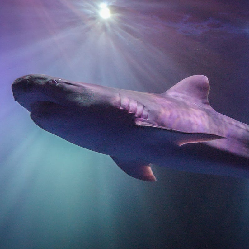 How Tiger Sharks Work