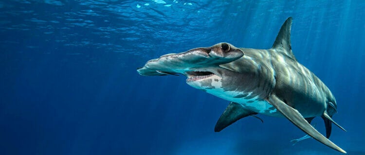 Visit Today | Georgia Aquarium | Located in Downtown Atlanta, Georgia 162