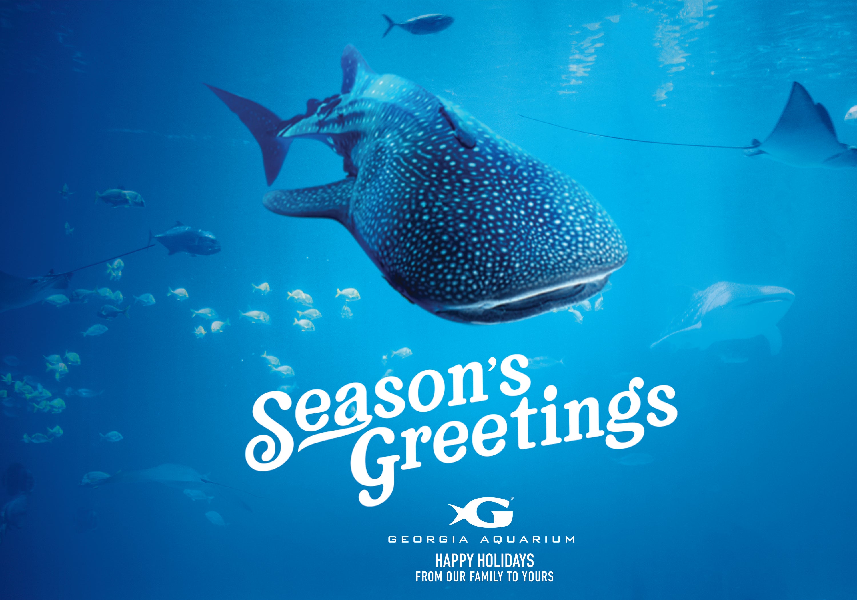Whale Shark Holiday Card