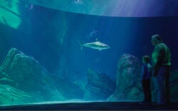Open to the Public | Visit Today | Georgia Aquarium | Located in Downtown Atlanta, Georgia 52