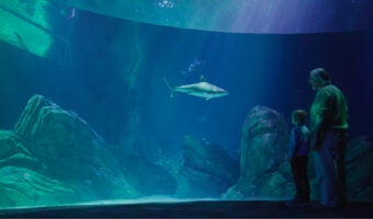 Open to the Public | Visit Today | Georgia Aquarium | Located in Downtown Atlanta, Georgia 52