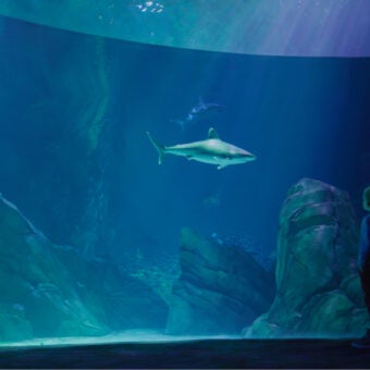 Open to the Public | Visit Today | Georgia Aquarium | Located in Downtown Atlanta, Georgia 52