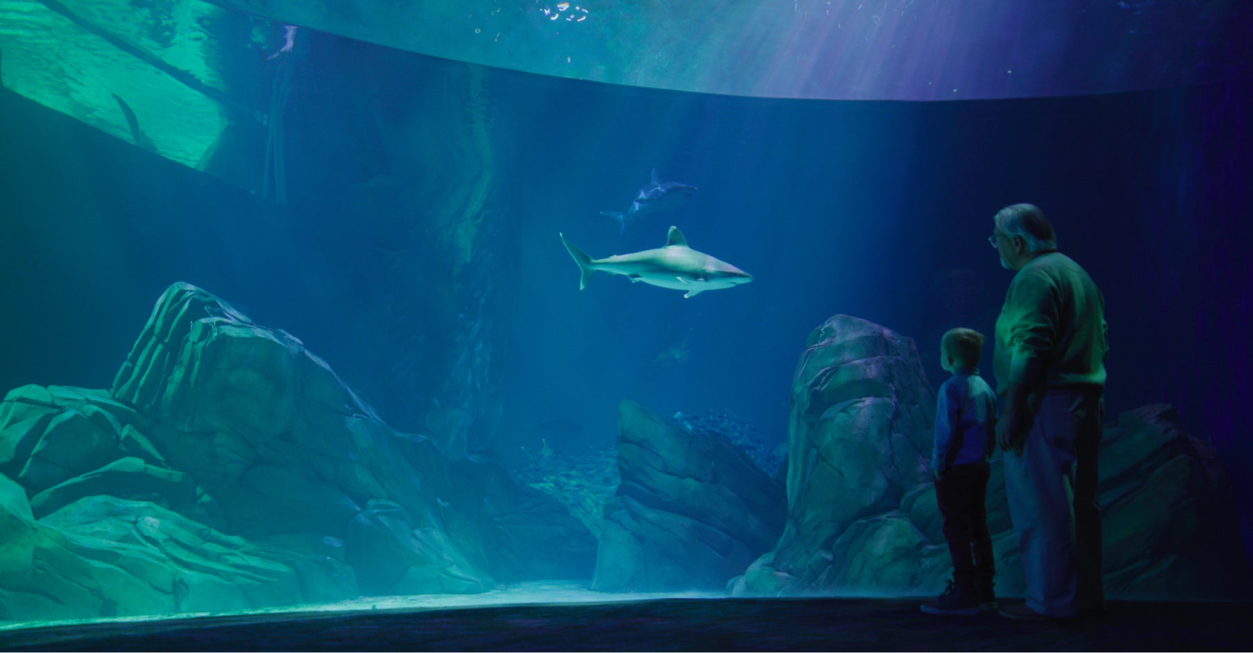 Sharks! Predators of the Deep Live from Aquarium cam