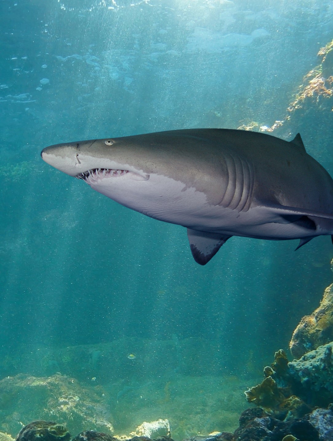 Fish & Invertebrates: Sharks Internship - Georgia Aquarium