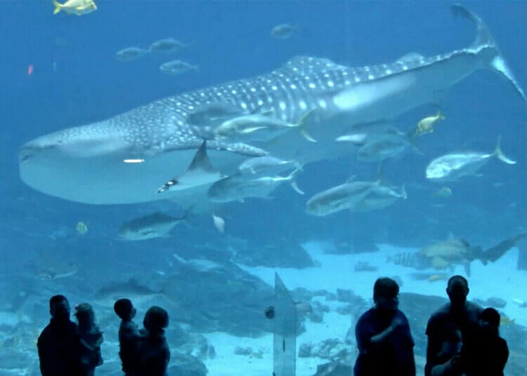 Open to the Public | Visit Today | Georgia Aquarium | Located in Downtown Atlanta, Georgia 18