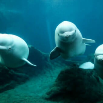 Georgia Aquarium Beluga Whale