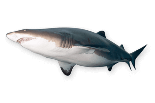 Open to the Public | Visit Today | Georgia Aquarium | Located in Downtown Atlanta, Georgia 34