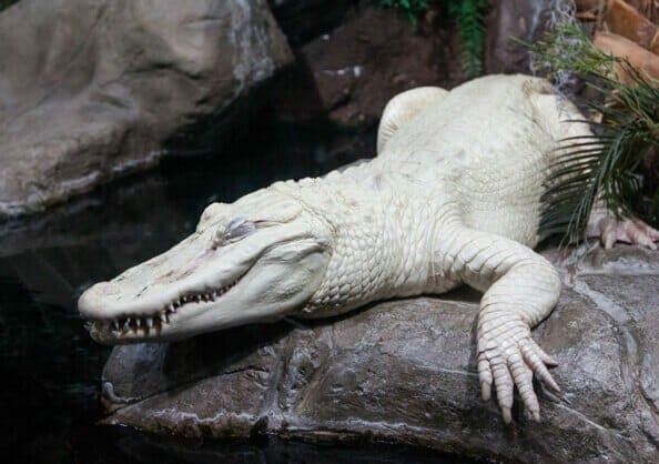 Open to the Public | Visit Today | Georgia Aquarium | Located in Downtown Atlanta, Georgia 38