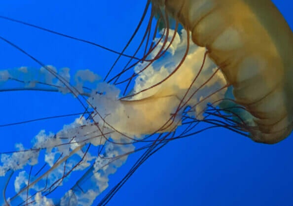 Open to the Public | Visit Today | Georgia Aquarium | Located in Downtown Atlanta, Georgia 39