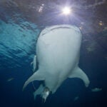 Get your Military Membership Today