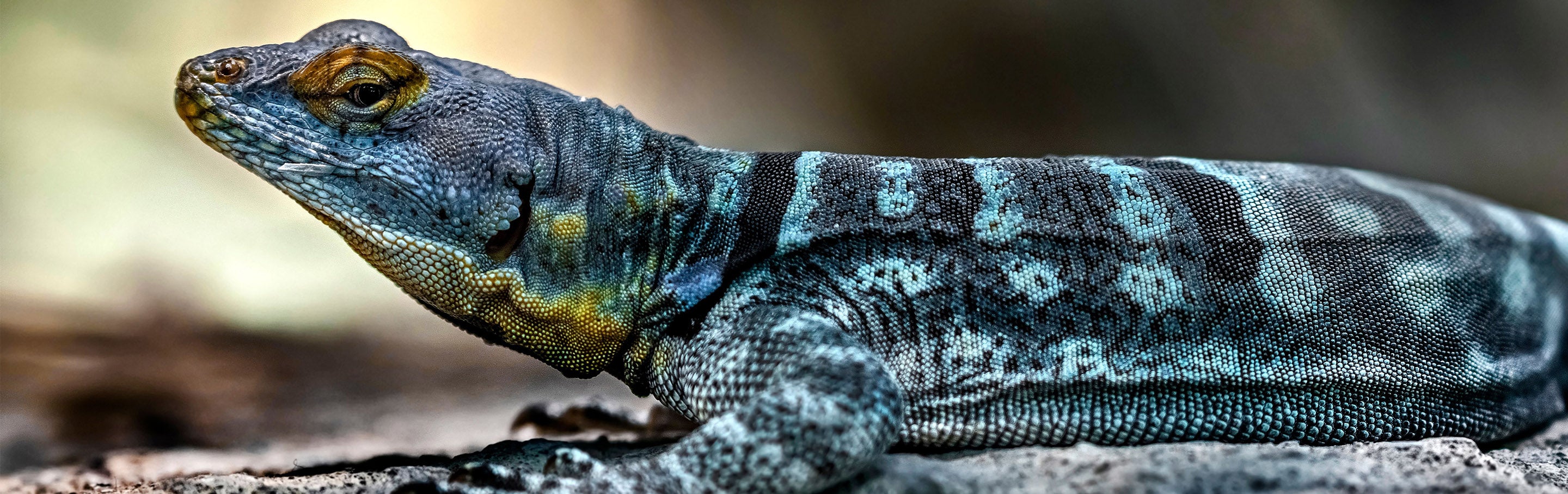 Baja Blue Rock Lizard