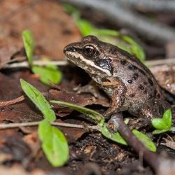 Wood Frog 1