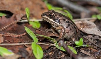 Wood Frog 1