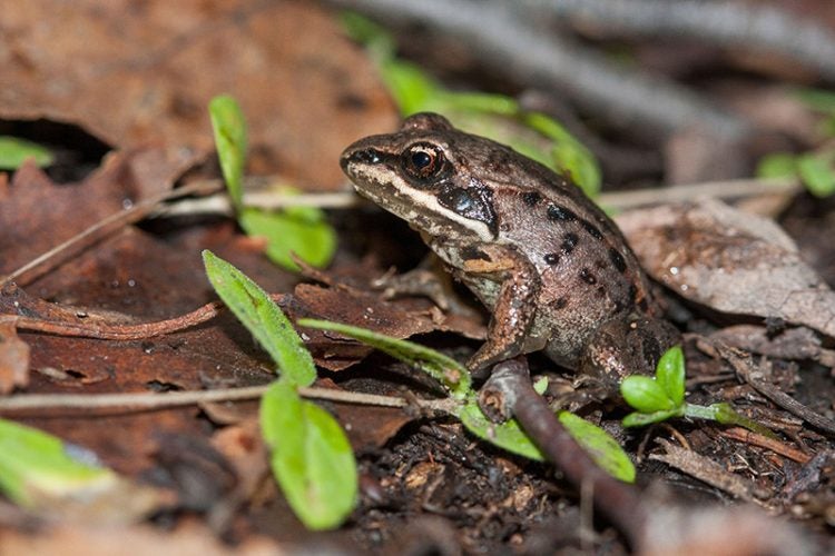 Wood Frog 1