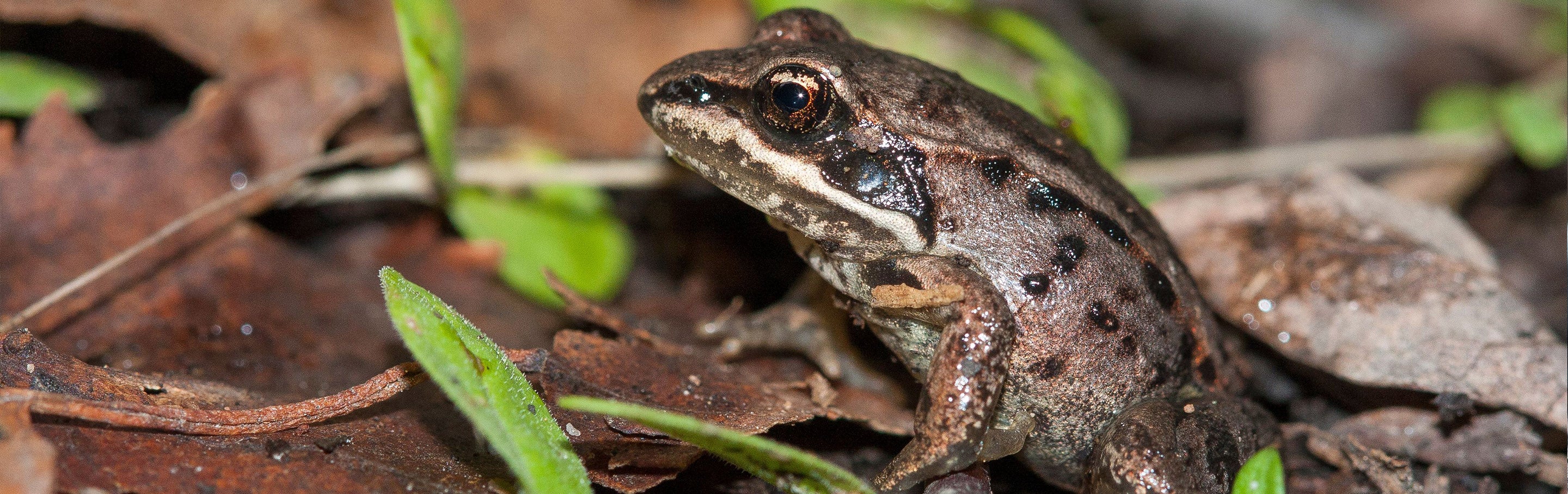 Wood Frog - Georgia Aquarium