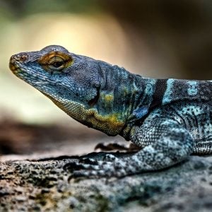 Baja Blue Rock Lizard