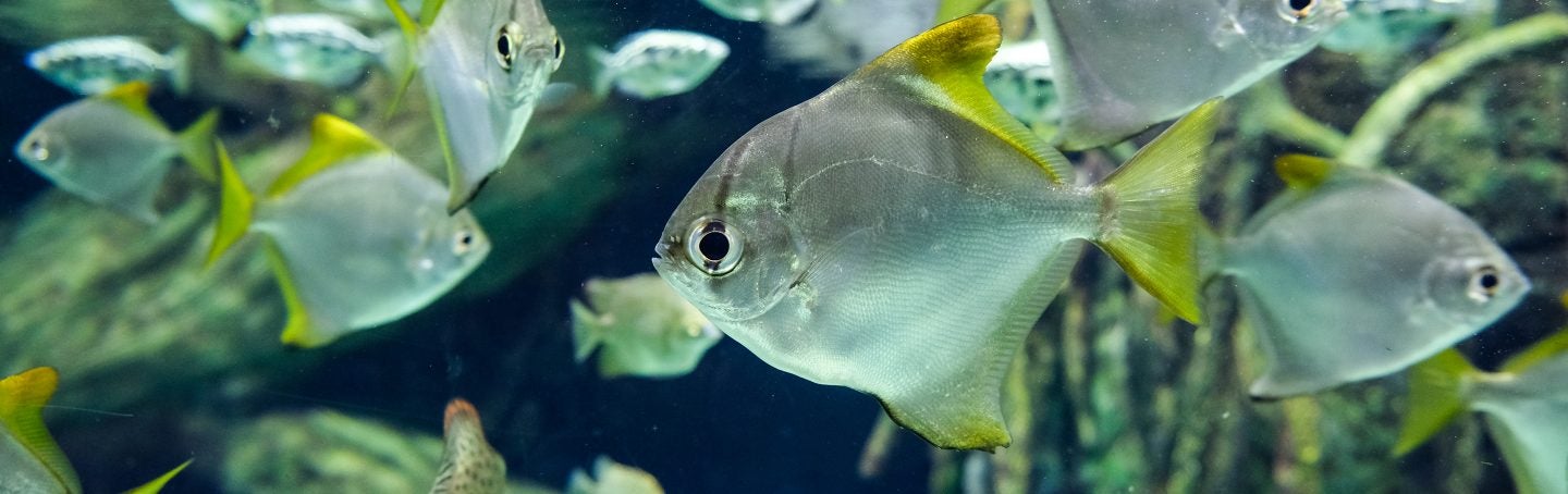 Fish & Invertebrates: Galleries Internship