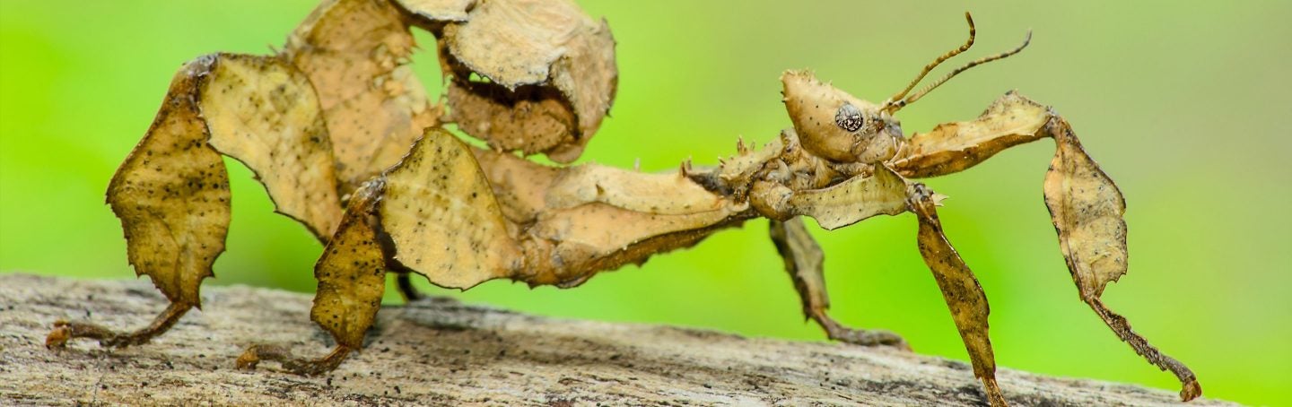 Giant Prickly Stick Insect