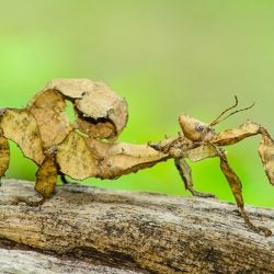 Giant Prickly Stick Insect 1