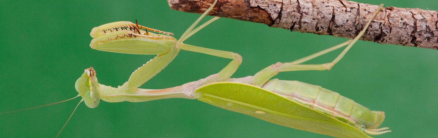 Golden Giant Asian Mantis