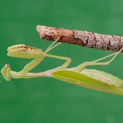 Golden Giant Asian Mantis 1