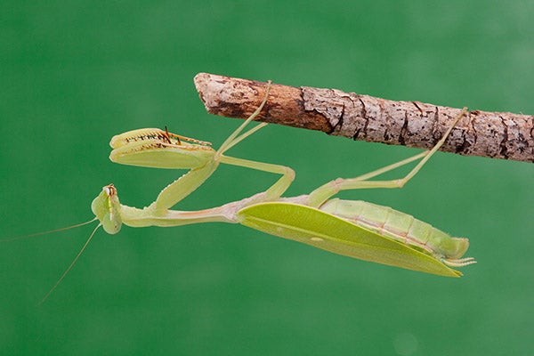 Golden Giant Asian Mantis 1