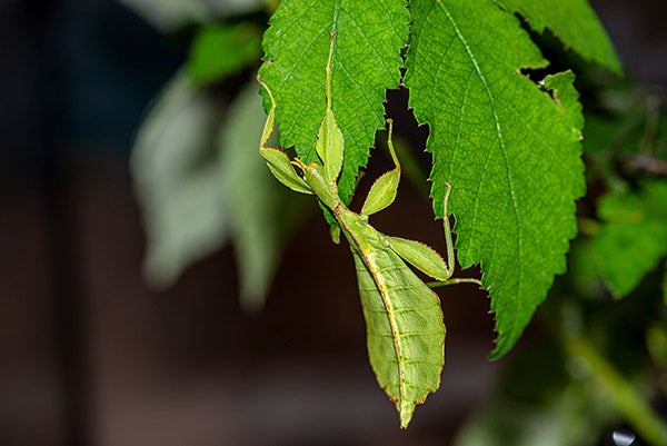 Leaf Insect 1