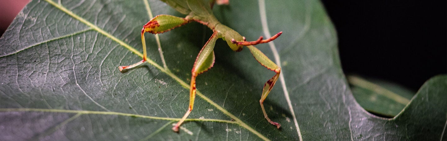 Leaf Insect - Georgia Aquarium Leaf Insect - Georgia Aquarium