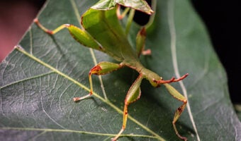 Leaf Insect 3