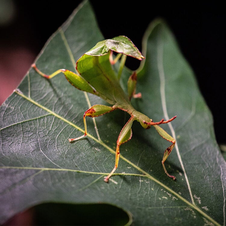 Leaf Insect - Georgia Aquarium Leaf Insect - Georgia Aquarium