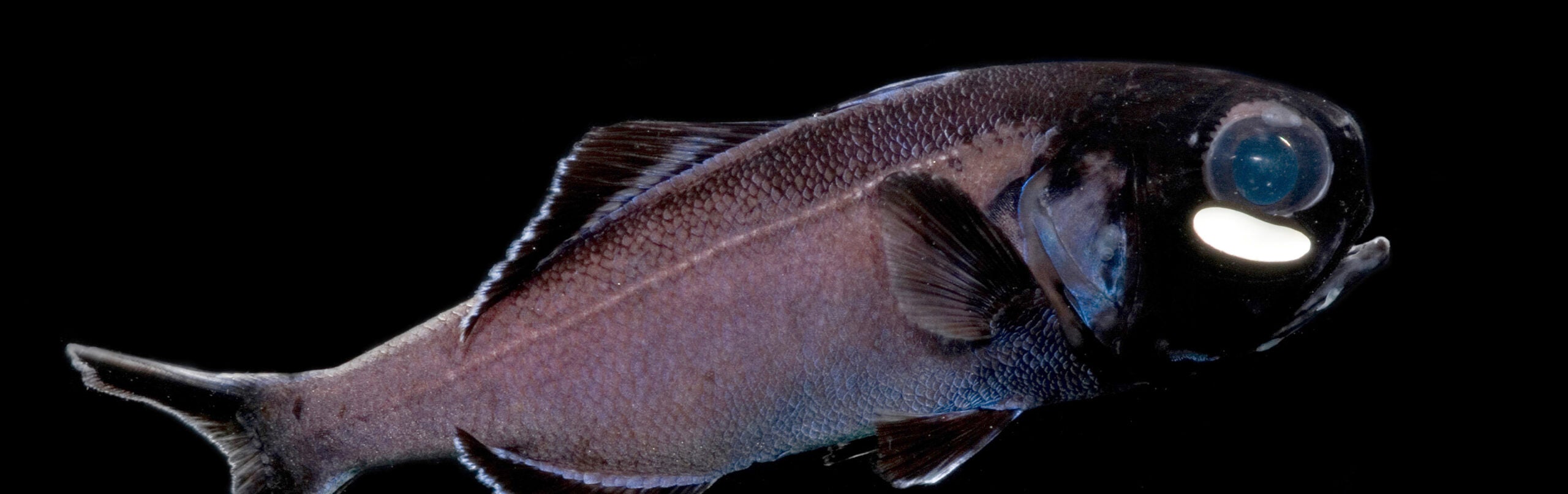 Flashlight Fish - Georgia Aquarium