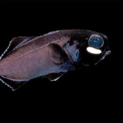 Flashlight Fish 1