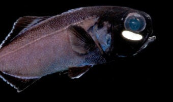 Flashlight Fish 1