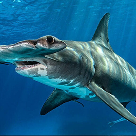 Ocean Voyager Live cam Aquarium See Whale Sharks