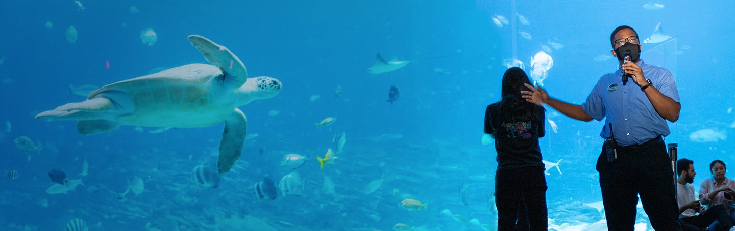 Volunteer Programs 6