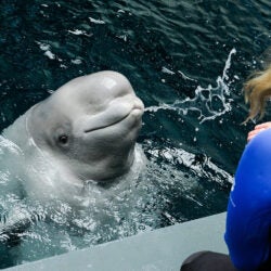 All New Beluga Encounter 7