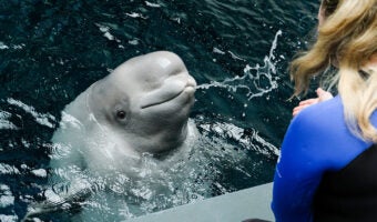 All New Beluga Encounter 7