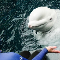All New Beluga Encounter 3