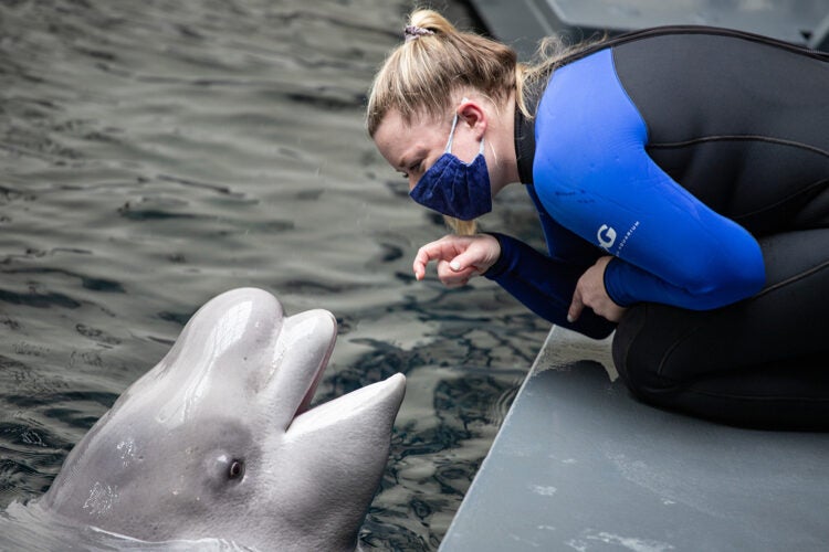 All New Beluga Encounter
