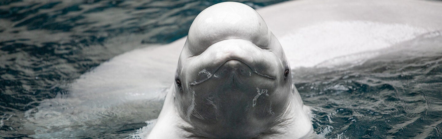 All New Beluga Encounter 5